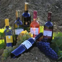 agriturismo-la-serra-del-pino-montescudaio-4mb7v