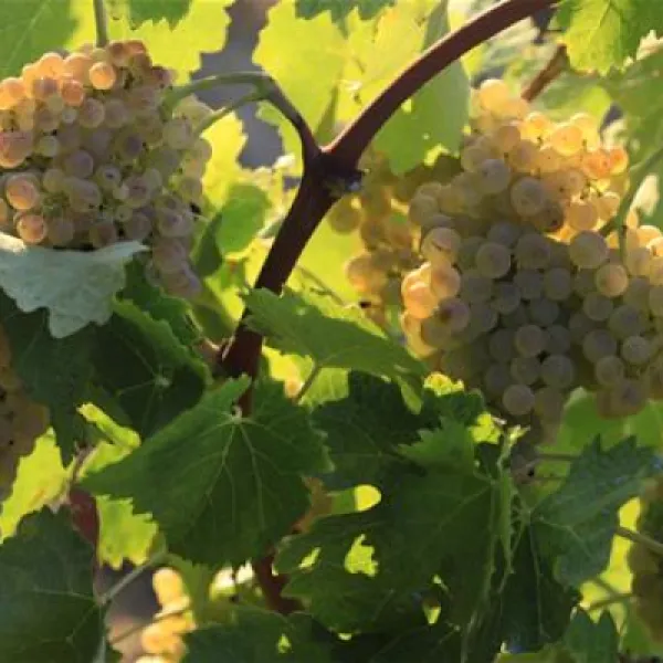 agriturismo-la-serra-del-pino-montescudaio-bnlcp