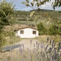 bio-agricampeggio-il-saregeto-castiglion-fiorentino-4mhde