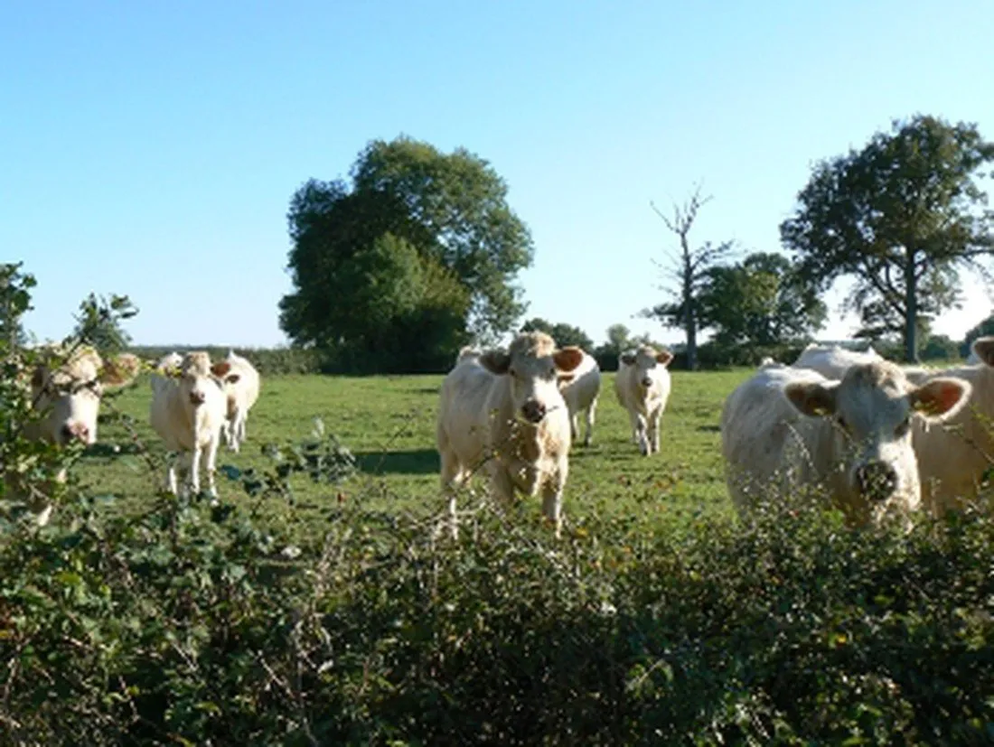 le-petit-moulin-saint-hilaire-xr0zc