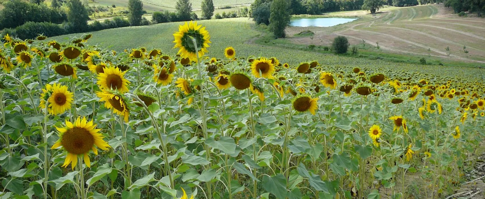Le Néri
