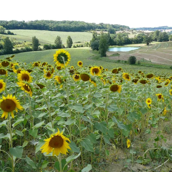 le-neri-mauroux-utekq