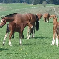 camping-les-cerneux-les-breuleux-e5eja