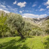 bartula--my-olive-garden-camp-stari-bar-vqdu0