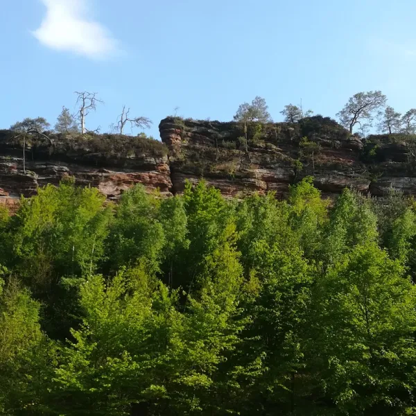 buettelwoog-dahn-gtvff