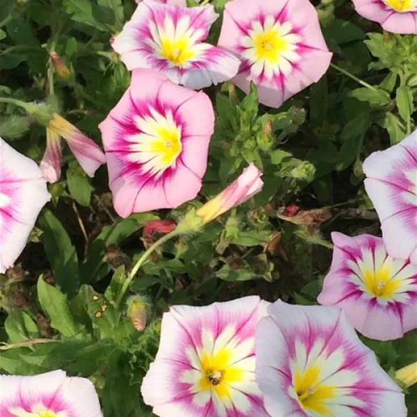 de-phlox-biggekerke-zjoh9
