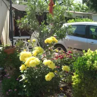 eden-biot-htgp0