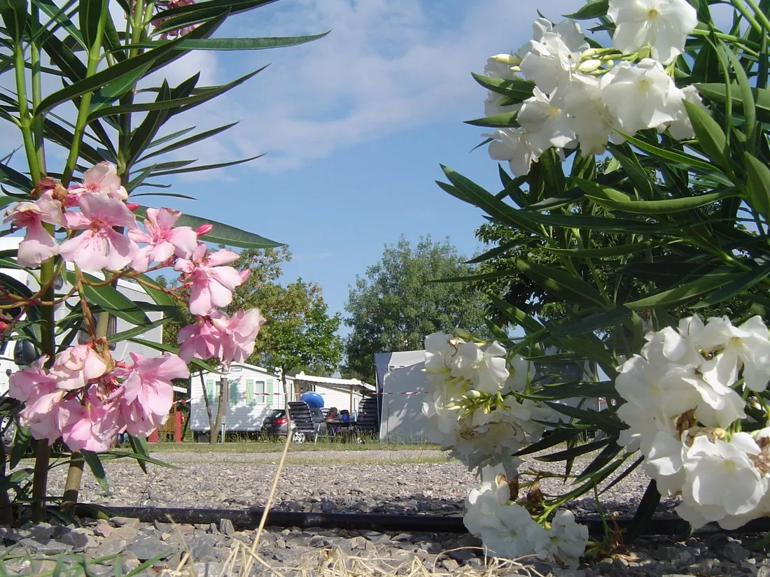 camping-le-pin-parasol-st-thibery-xyphe
