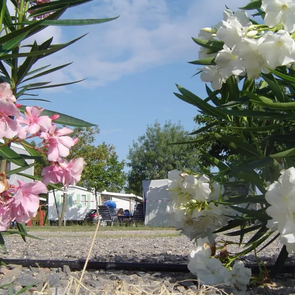 camping-le-pin-parasol-st-thibery-xyphe