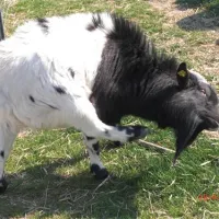 camping-sonnenland-freizeitpark-lutzmannsburg-wq9rh