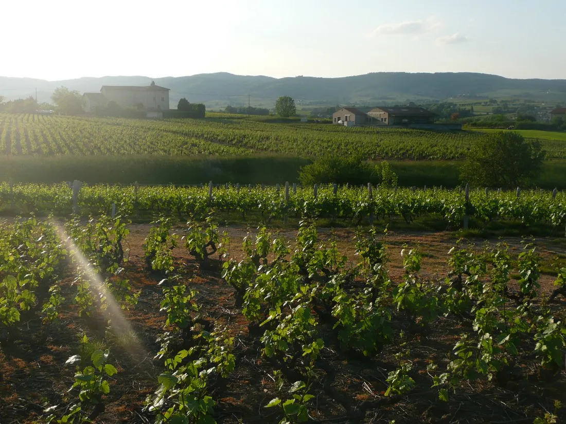 domaine-de-la-maison-germain-blaceret-hmkbc