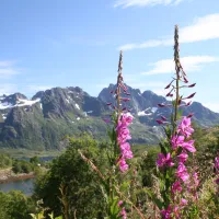 laukvik-bobilcamp-laukvika-cpd3m