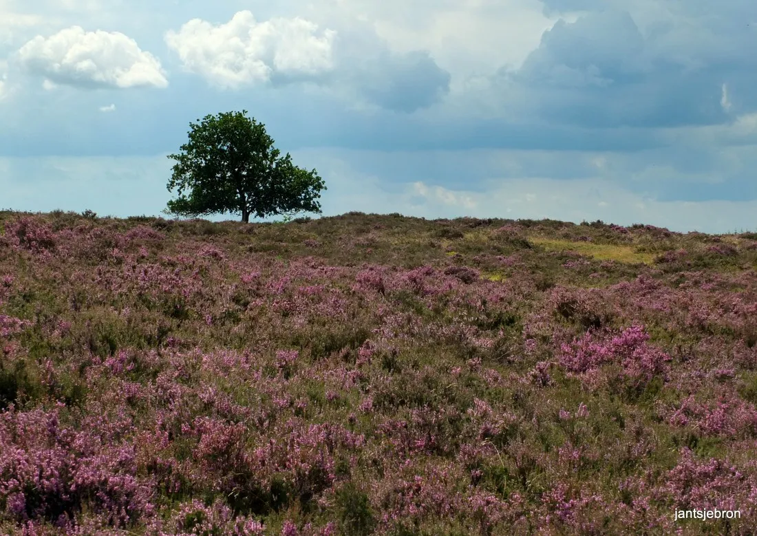 natuurkampeerterrein-de-rietkraag-lemelerveld-i77d5