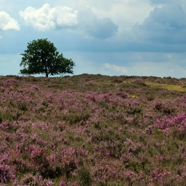 natuurkampeerterrein-de-rietkraag-lemelerveld-i77d5