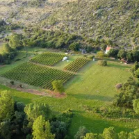 purple-eye-estate-camp-winery-jokas-daniovgrad-r6ywo