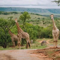 matatane-camp-ulundi-39jsy