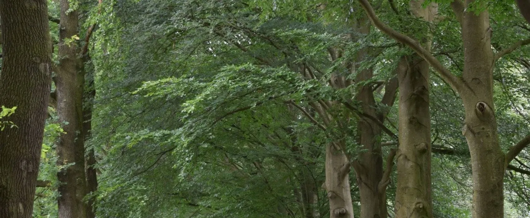 Elzenbos