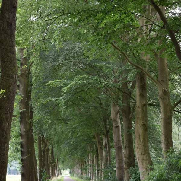 elzenbos-vorden-obyq6