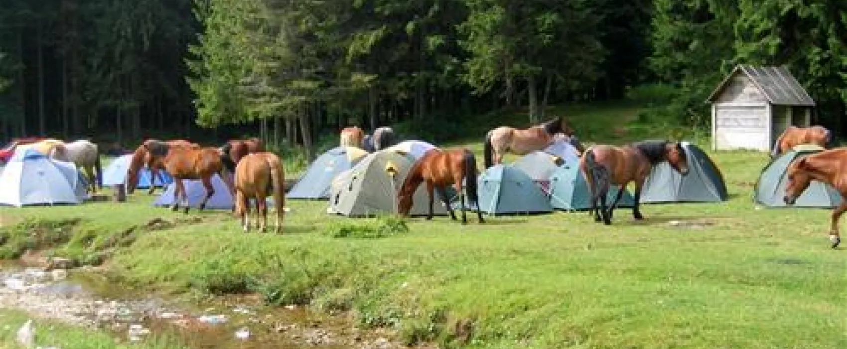 Camping Poiana Glavoi