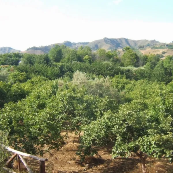 agricampeggio-contrada-friera-catania-behg3