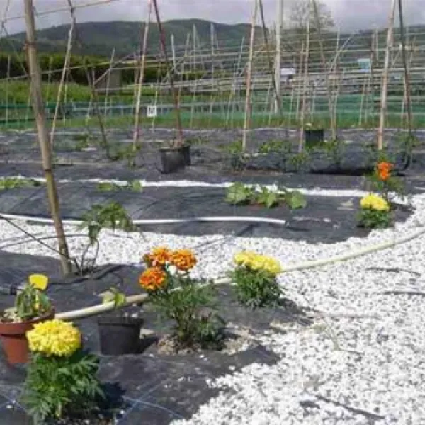 agricamping--alessandra-ameglia-per-camper-ameglia-sp-35wcf