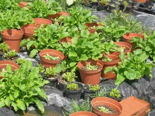 agricamping--alessandra-ameglia-per-camper-ameglia-sp-b84i6