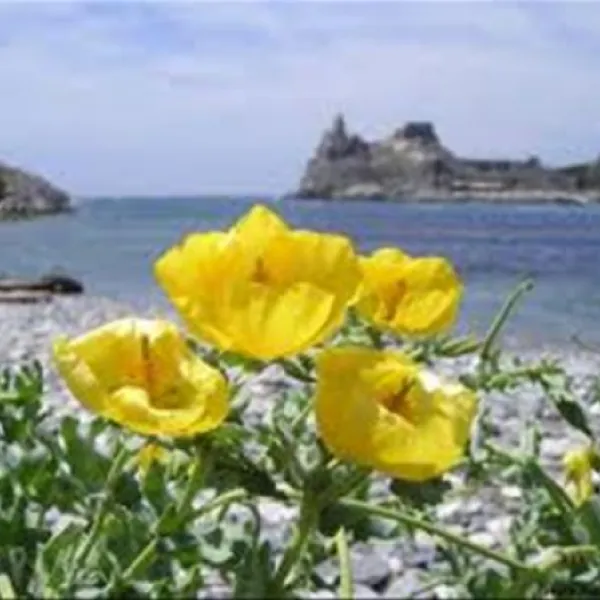 agricamping--alessandra-ameglia-per-camper-ameglia-sp-xny1y