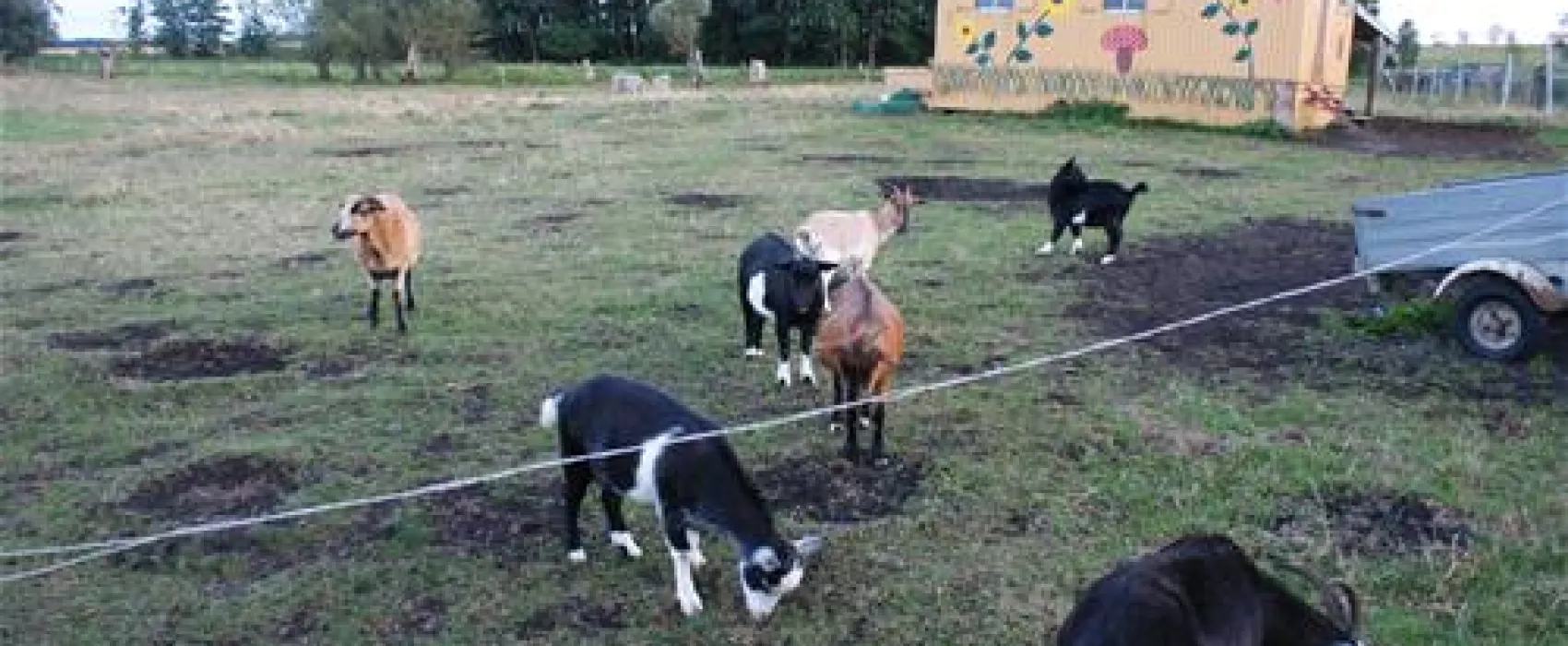 Naturcamp zu den zwei Birken