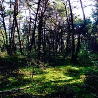 camping-bellatola-restaurant-susten-ytcvv