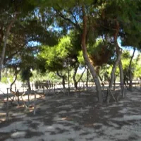 agricampeggio-capo-scalambri-santa-croce-camerina-asksx