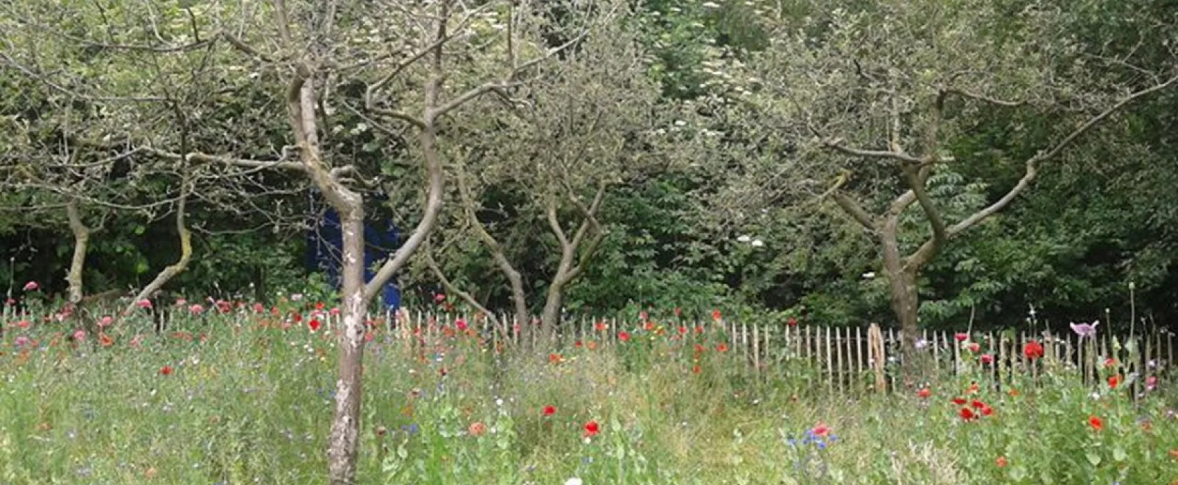 Mini camping de Paardebloem