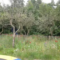 mini-camping-de-paardebloem-deurningen-obxgb