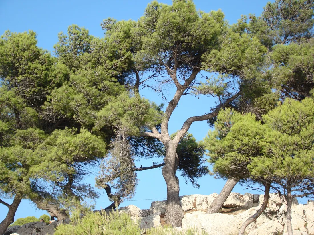 lou-cigalon-martigues-rcqeg