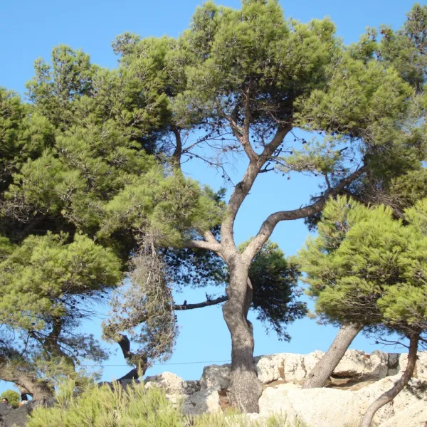 lou-cigalon-martigues-rcqeg