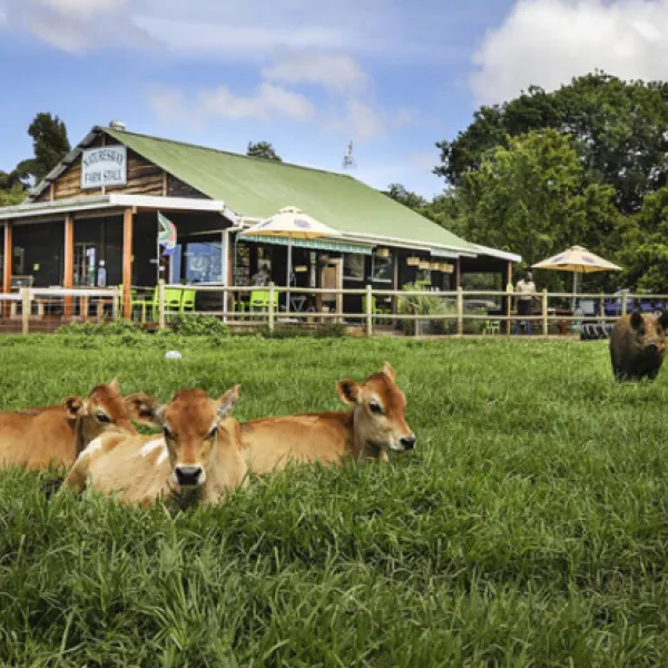 natures-way-natures-way-farm-stall-plettenberg-bay-dkfie