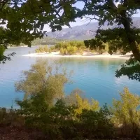 les-pins-les-salles-sur-verdon-my2uy