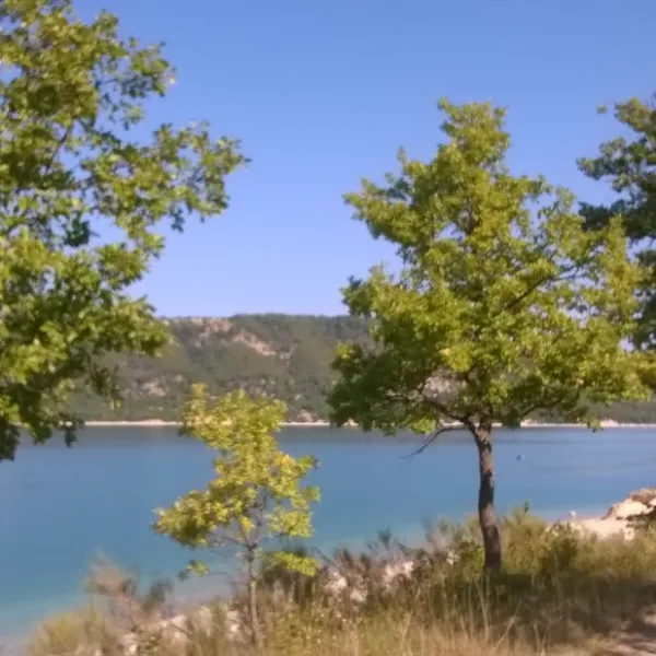 les-pins-les-salles-sur-verdon-sxl5o