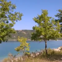 les-pins-les-salles-sur-verdon-sxl5o