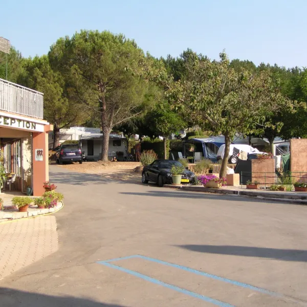 les-pins-les-salles-sur-verdon-ti9gk