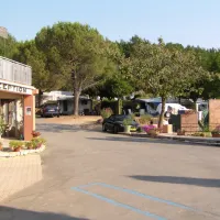 les-pins-les-salles-sur-verdon-ti9gk