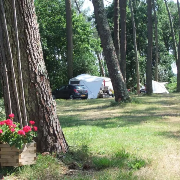 la-teouleyre-st-julien-en-born-landes-6lbyc
