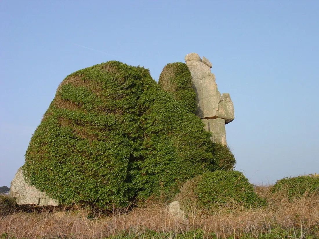 le-coq-hardi-treguier-djerz