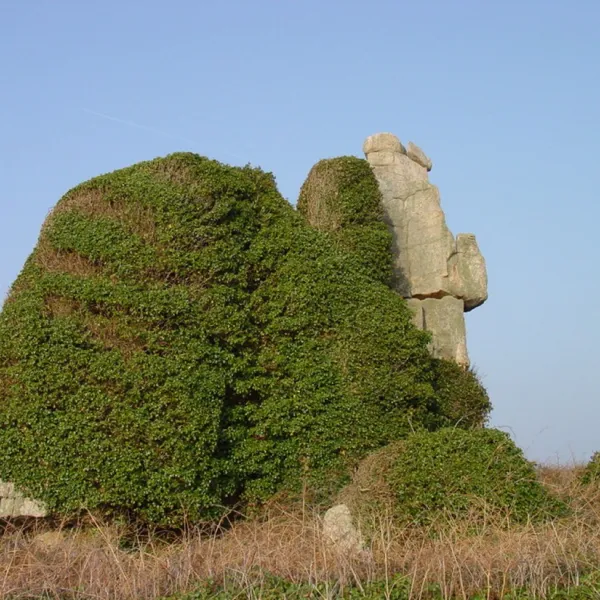 le-coq-hardi-treguier-djerz