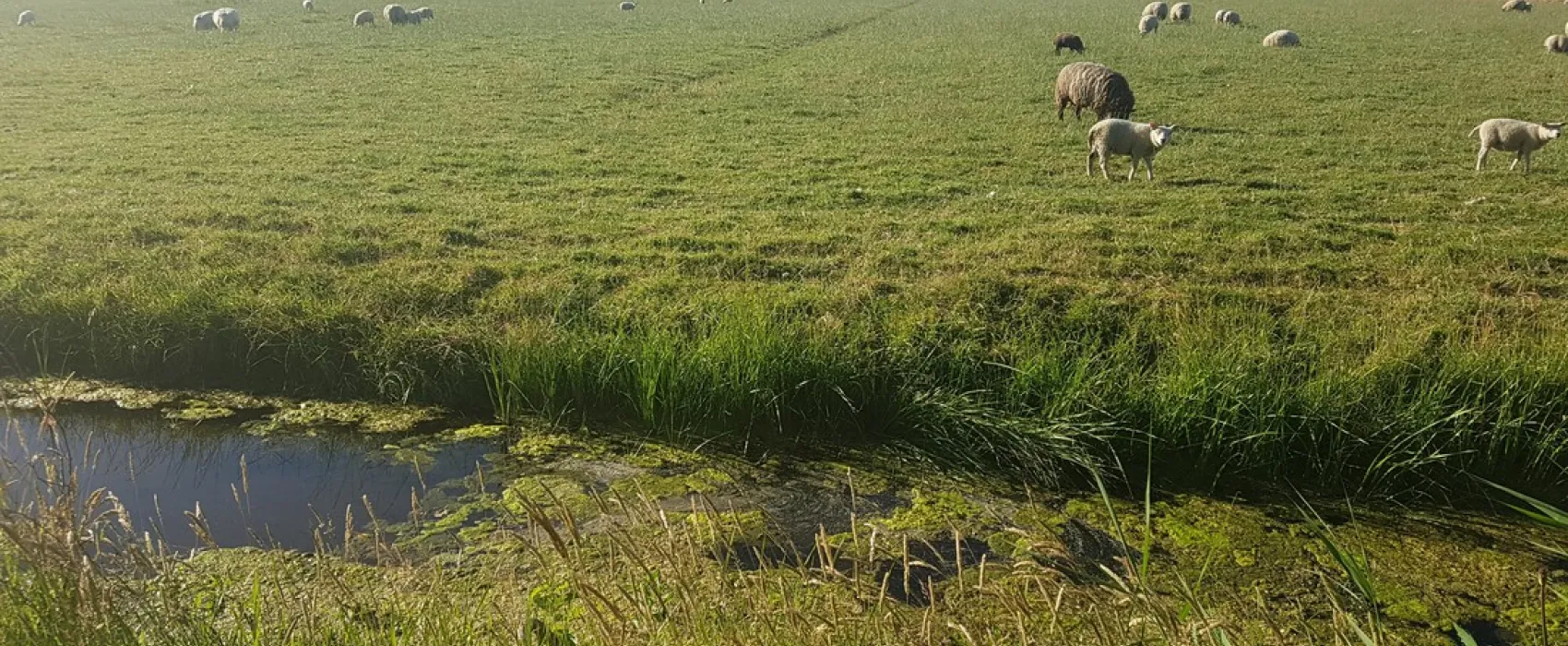 De Boerenzwaluw