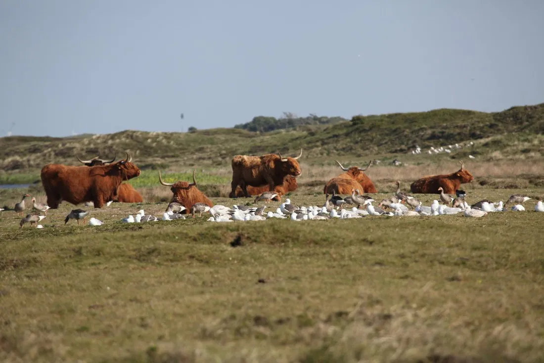 de-vrije-vogel-texel-wa7bb