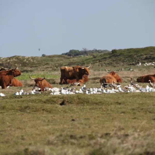 de-vrije-vogel-texel-wa7bb