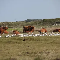 de-vrije-vogel-texel-wa7bb
